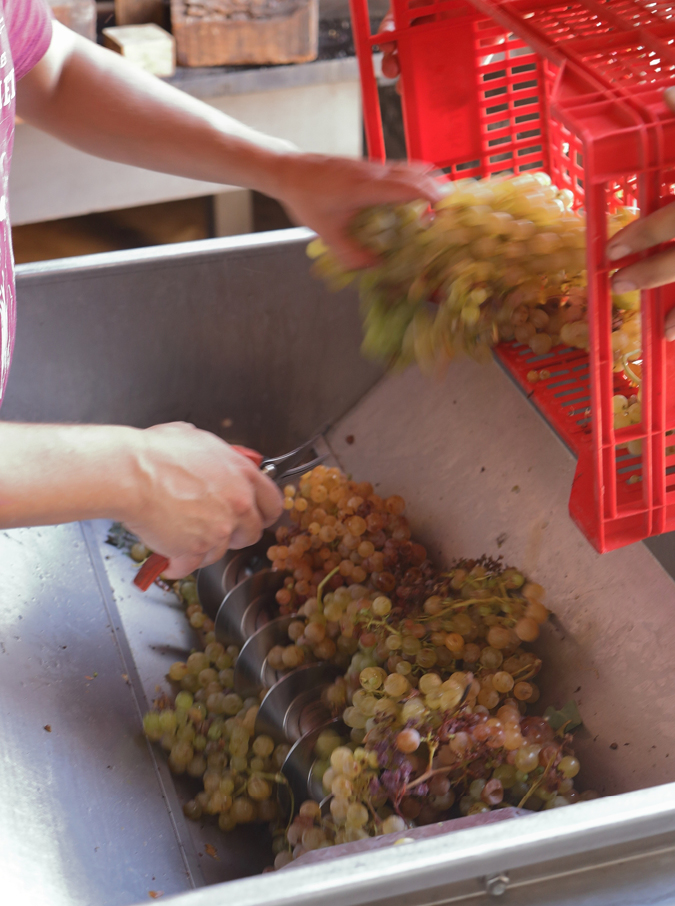 Projecte Celler dels Panals