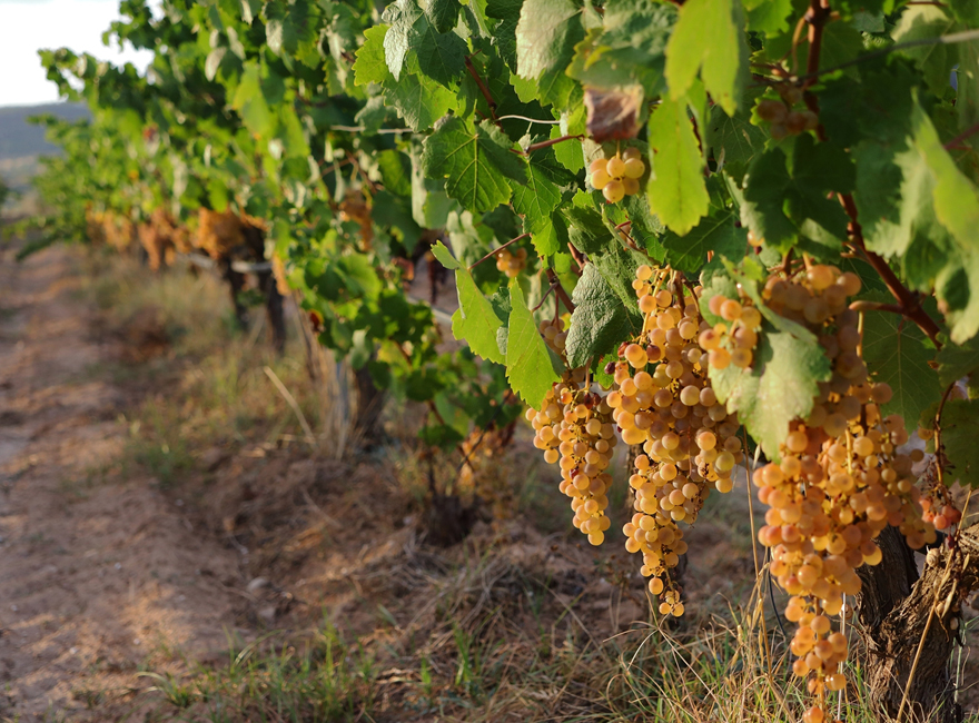 Finca Argata