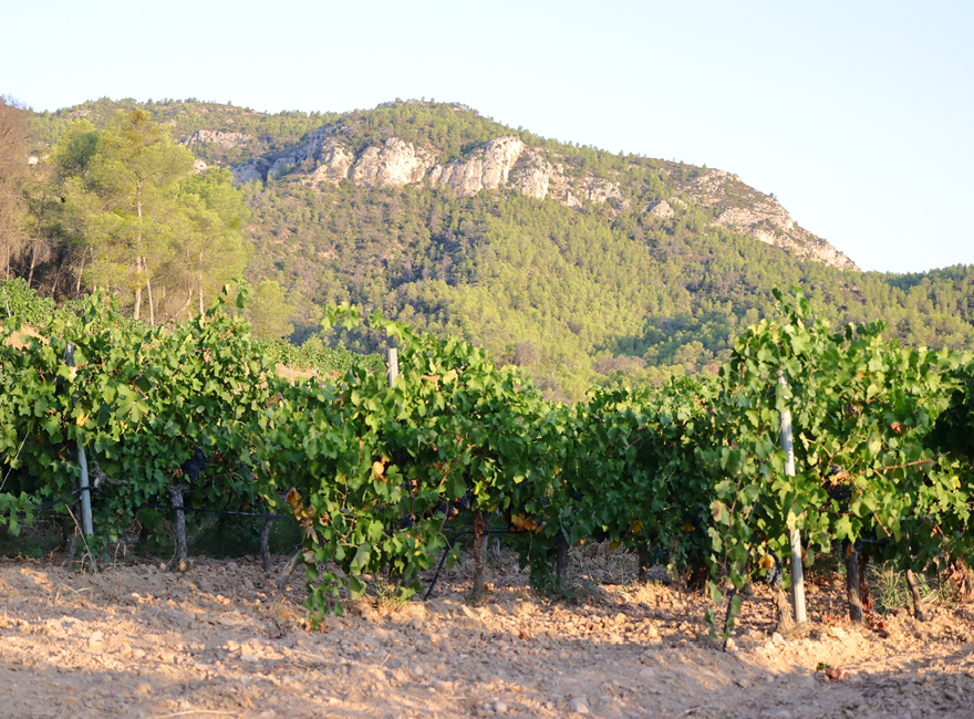 Finca Planasos