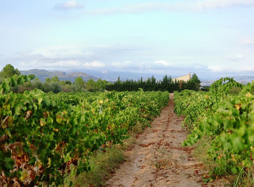 Finca cami tivissa